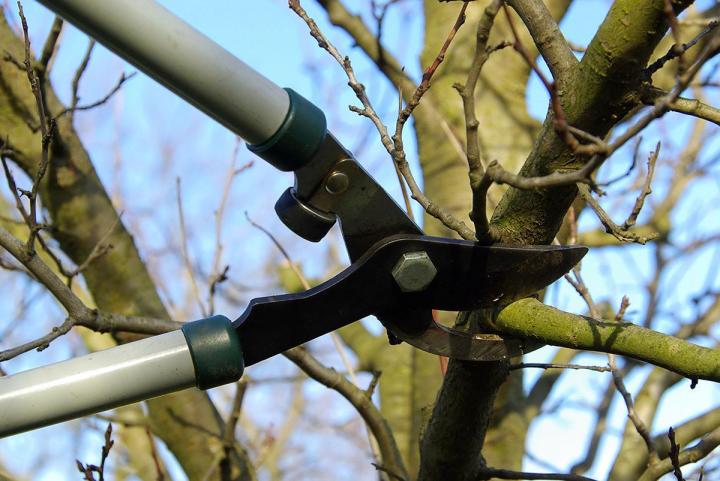 Un élagage régulier pour prendre soin de vos arbres.